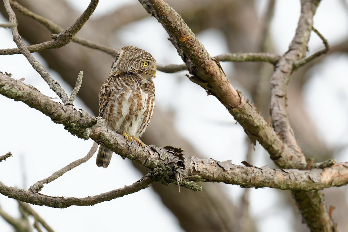 Collared Owlet - ML462912661