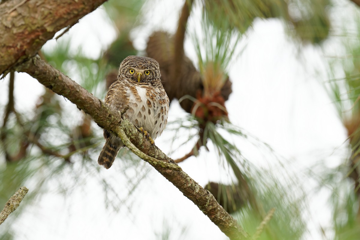 Collared Owlet - ML462912691