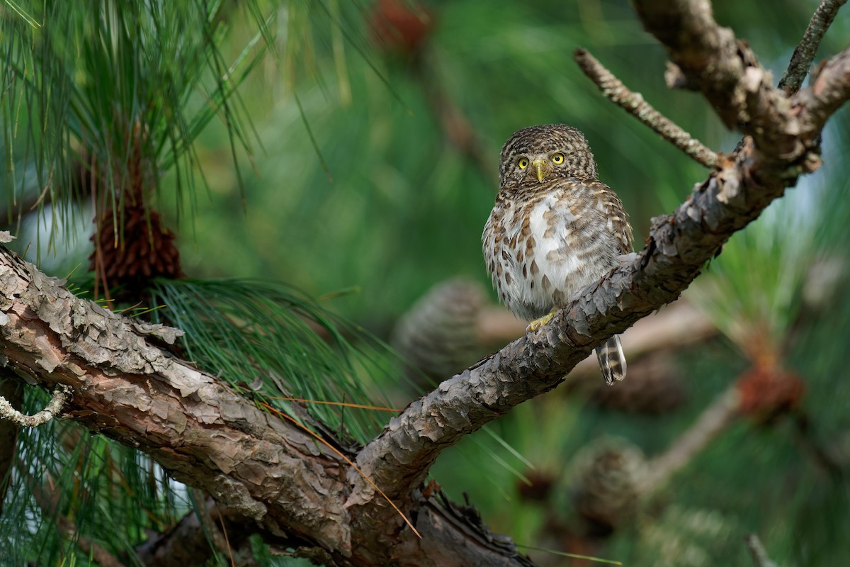 Collared Owlet - ML462912711