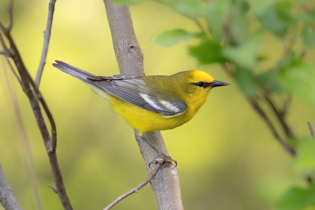 Blue-winged Warbler - Alicia Ambers