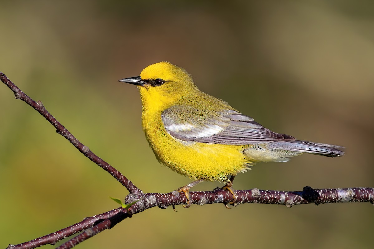 Blue-winged Warbler - Alicia Ambers