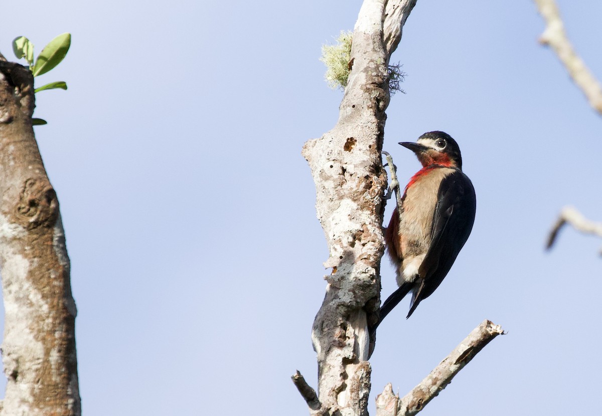 Puerto Rican Woodpecker - ML462918591
