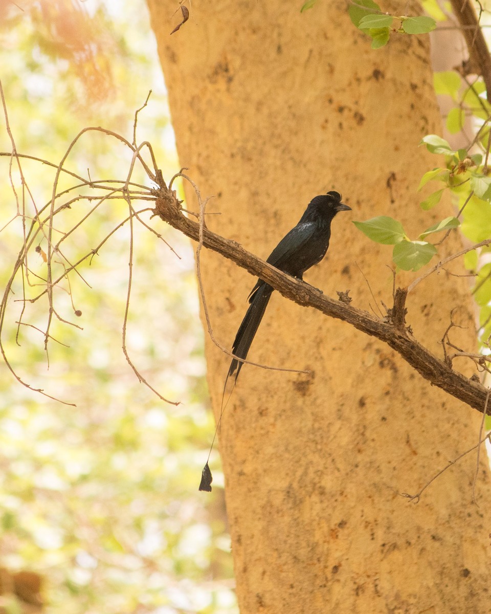 Greater Racket-tailed Drongo - ML462919091