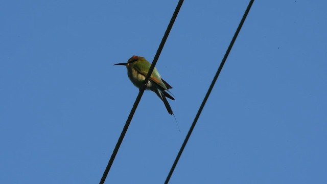 Rainbow Bee-eater - ML462920491