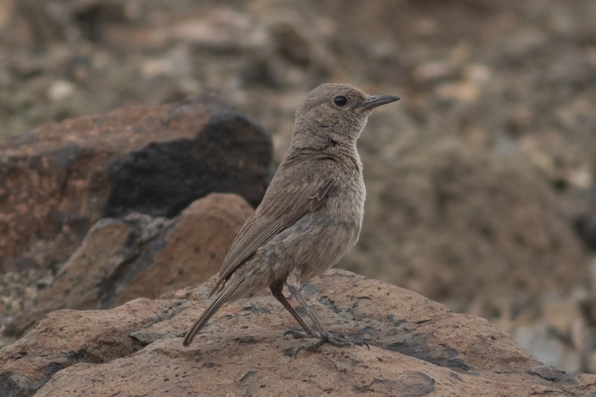 Brown-tailed Chat - ML462920551