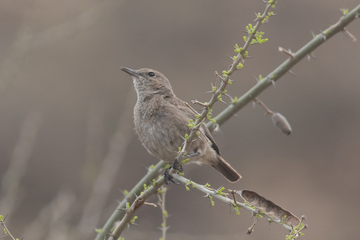 Brown-tailed Chat - ML462920561