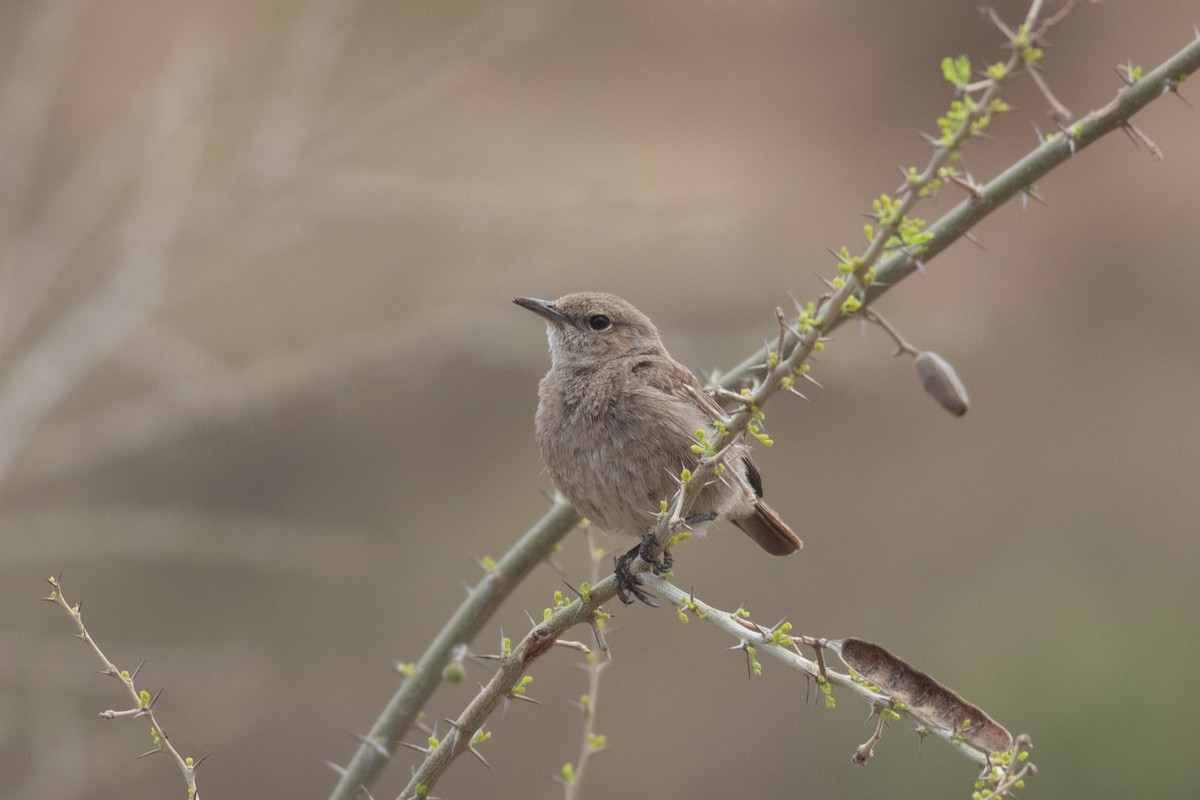 Brown-tailed Chat - ML462920571