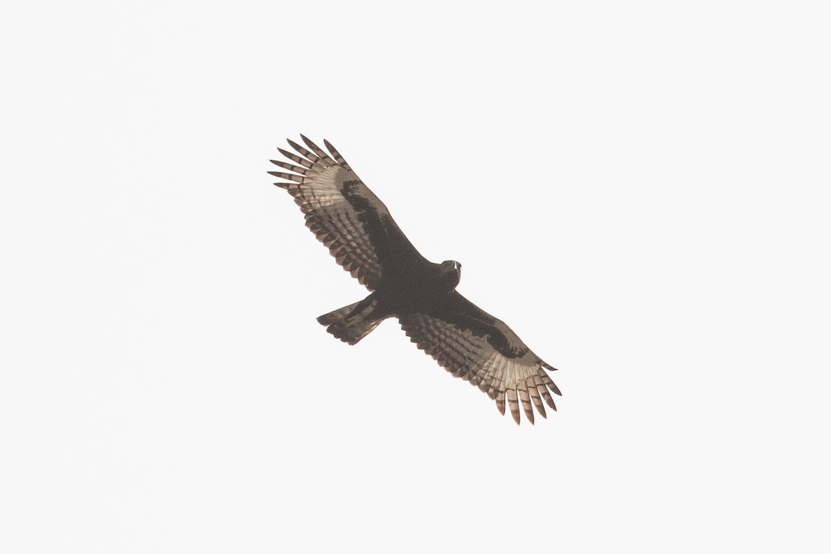 Long-crested Eagle - ML462923581