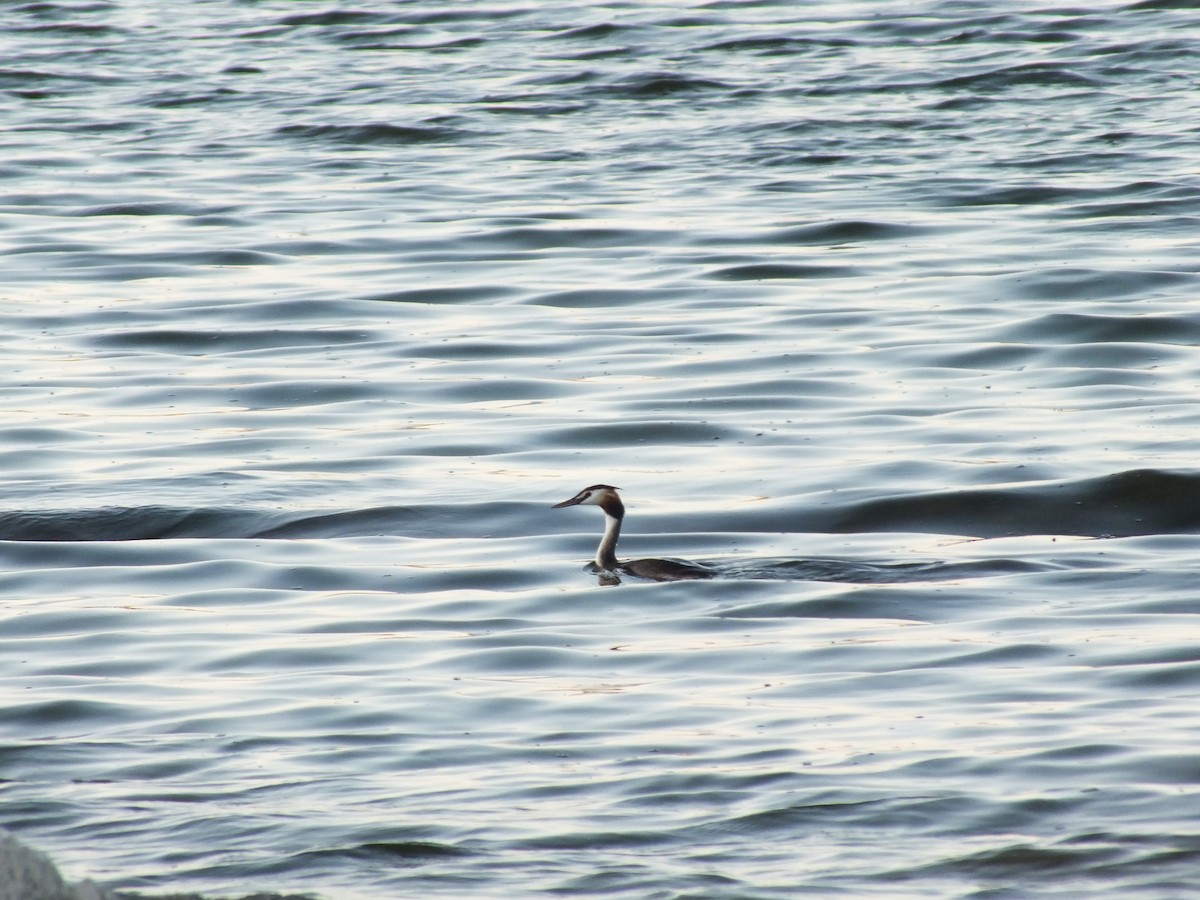 Great Crested Grebe - ML462923801