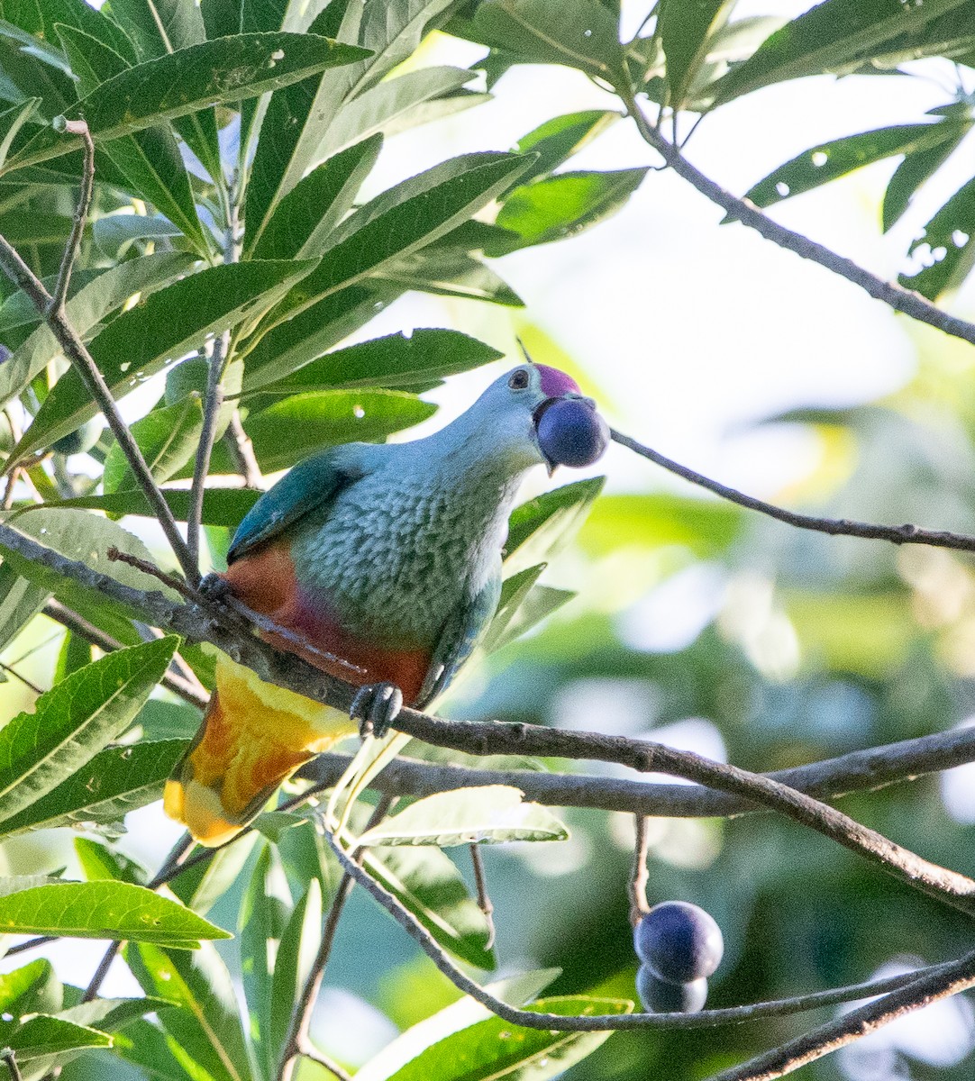 Rose-crowned Fruit-Dove - ML462927641