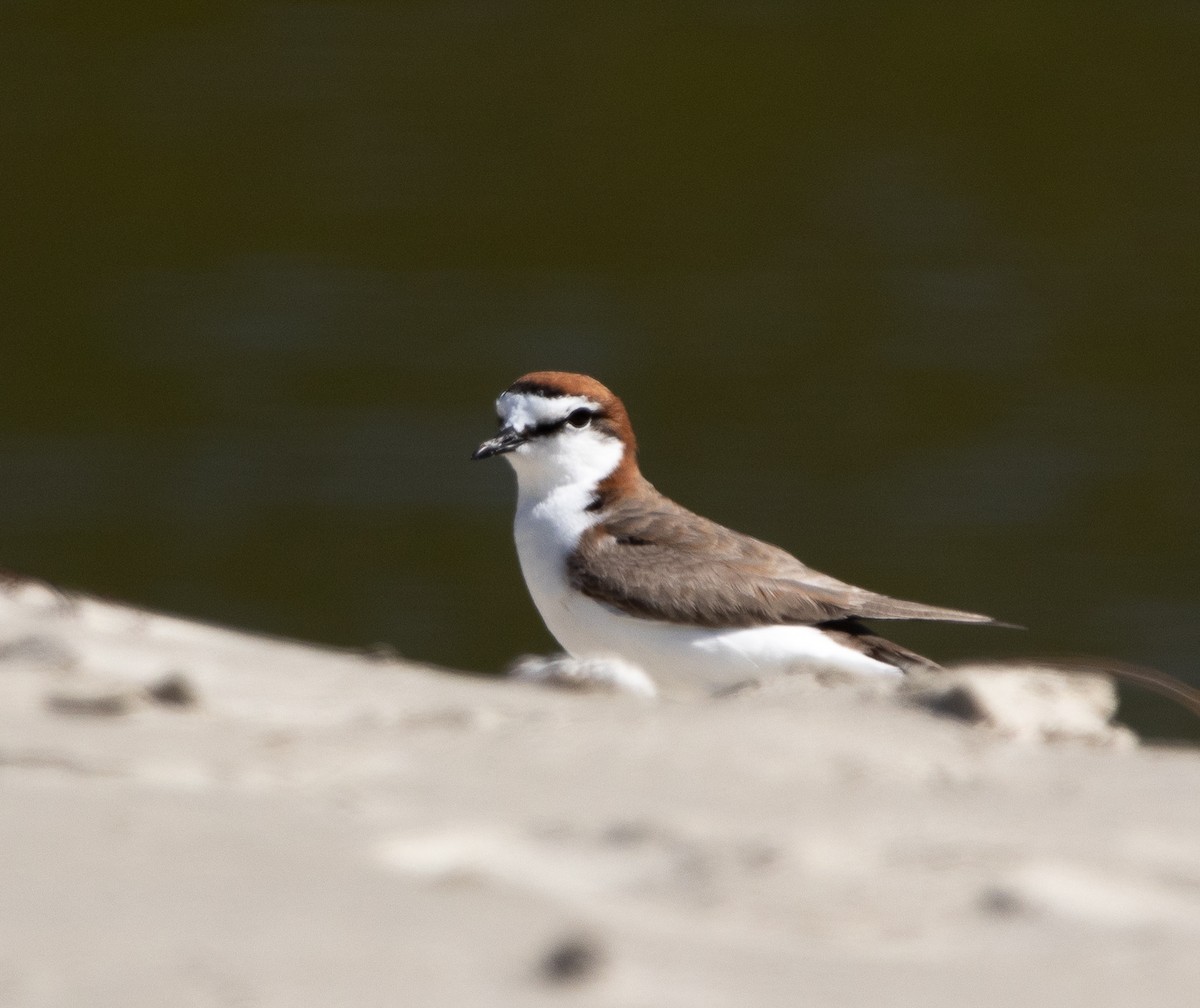 Red-capped Plover - ML462927781
