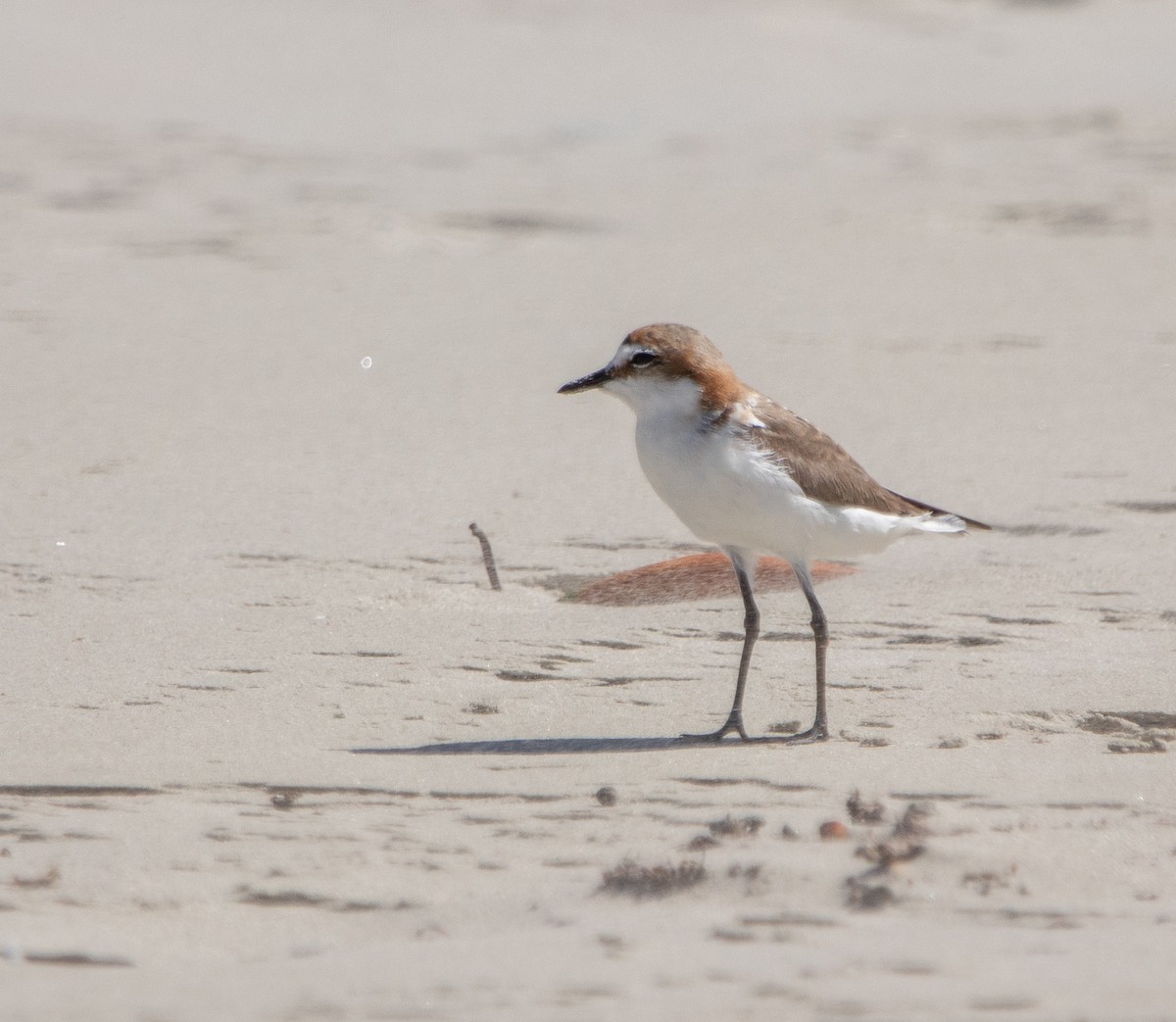 Red-capped Plover - ML462927801