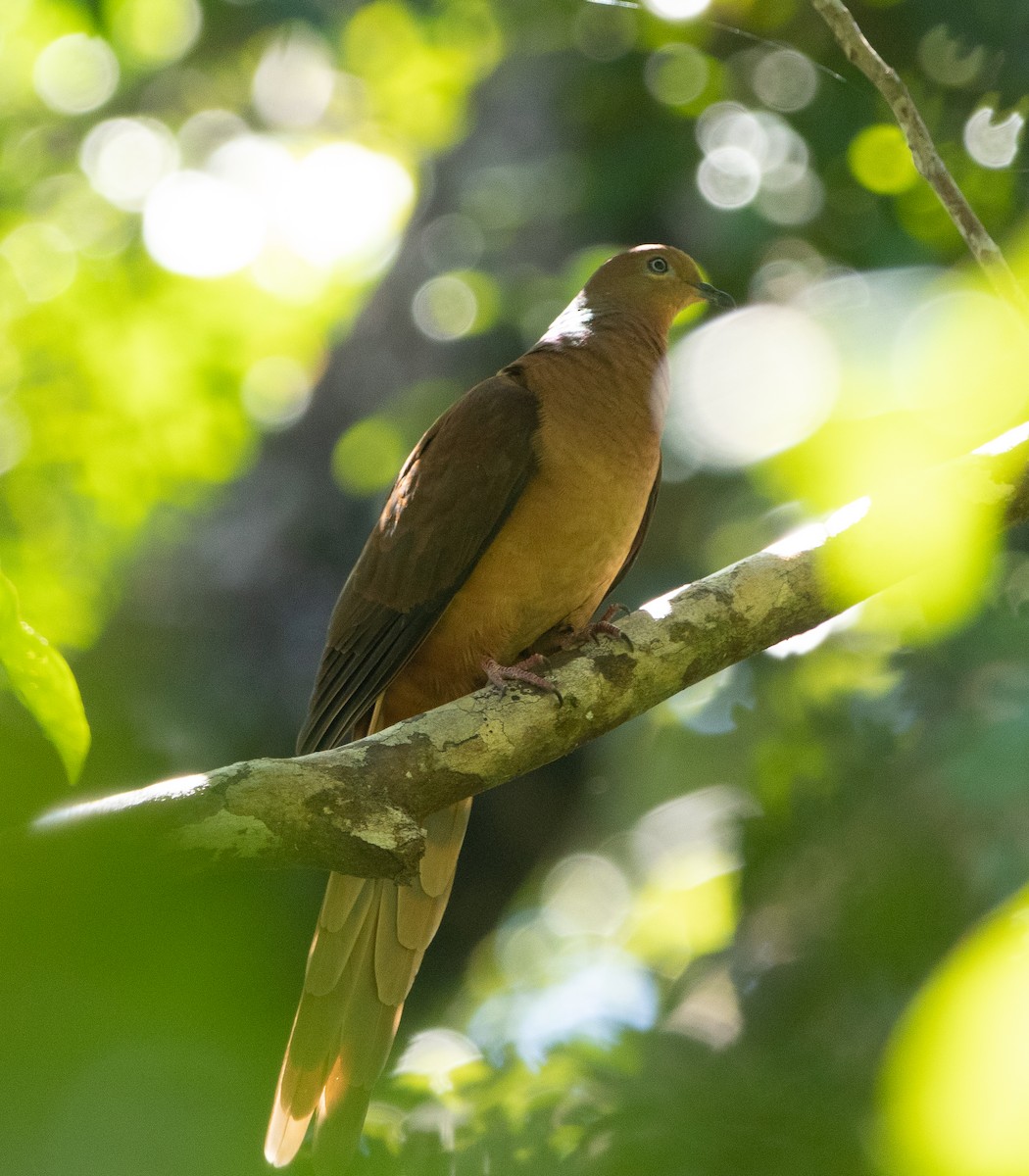 Brown Cuckoo-Dove - ML462928081