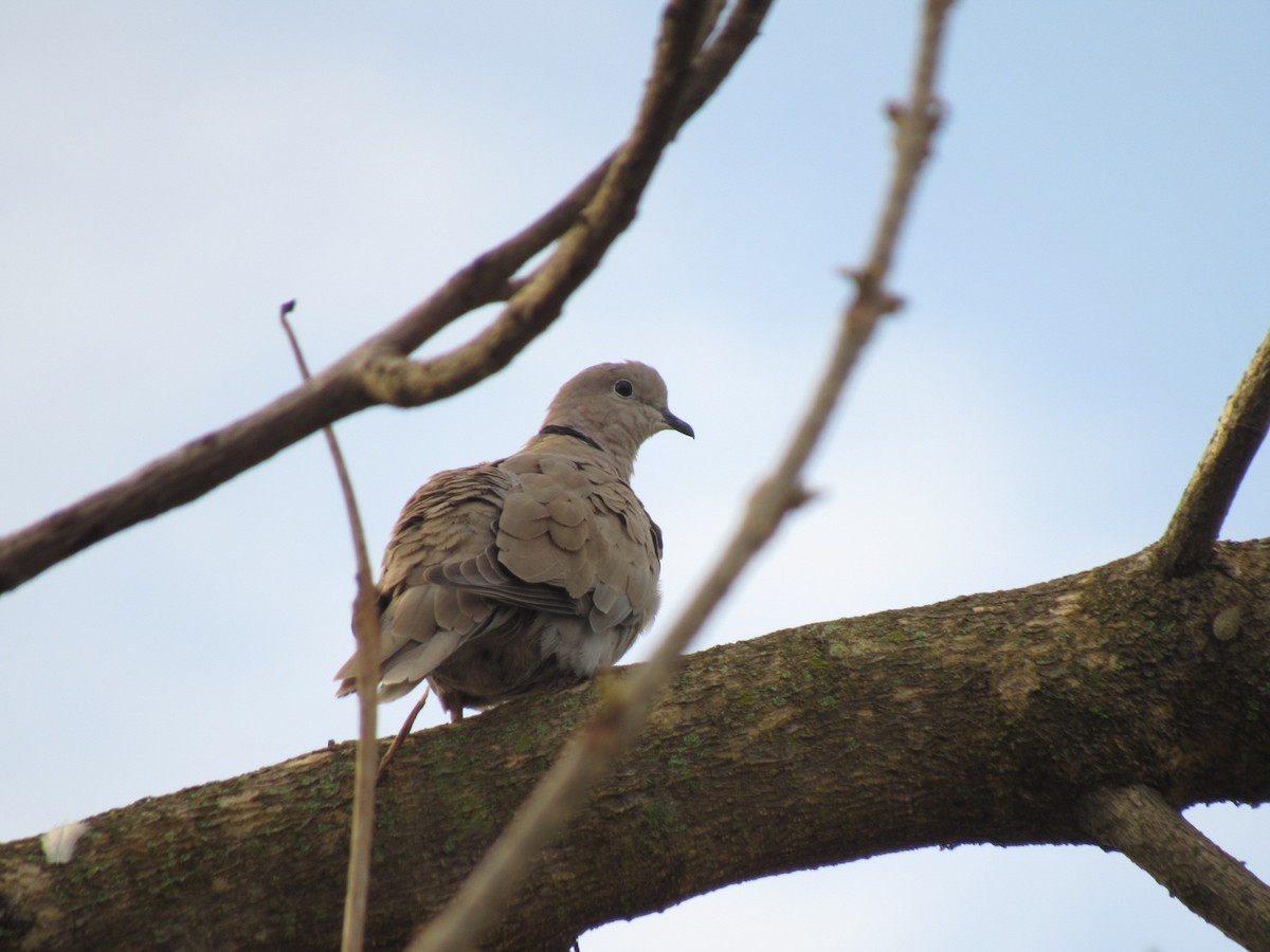 Eurasian Collared-Dove - Breden Urquia
