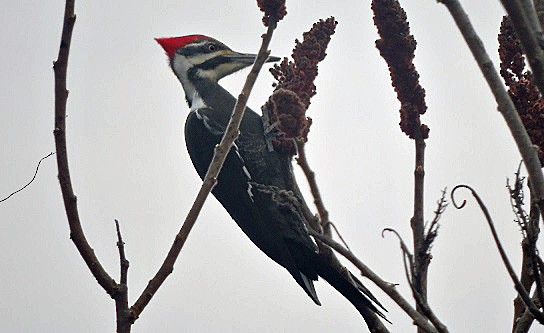 Pileated Woodpecker - Renee Lubert