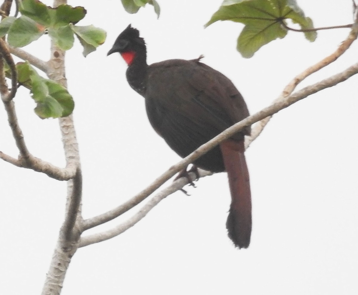 Crested Guan - ML462937921