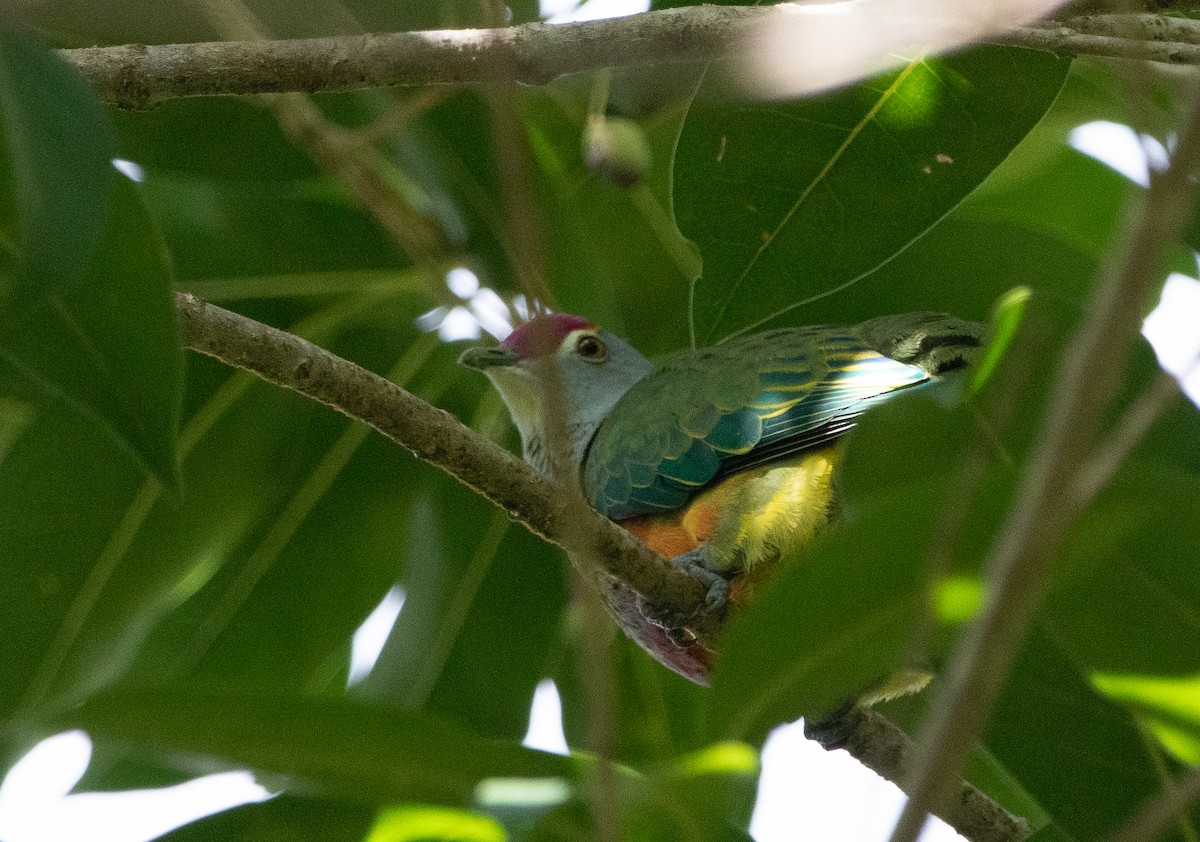 Rose-crowned Fruit-Dove - ML462938681