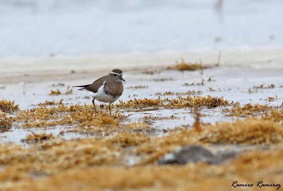 Rufous-chested Dotterel - ML462941891