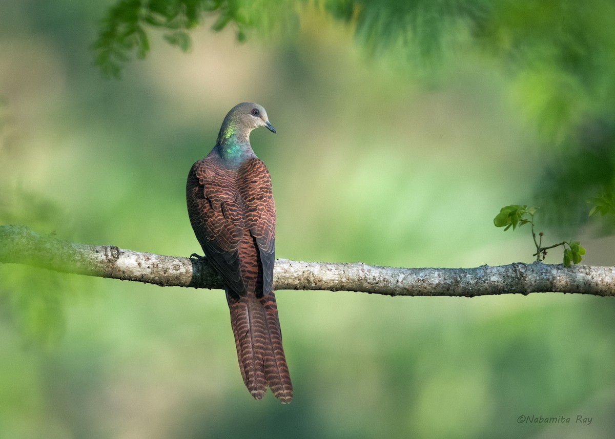 Barred Cuckoo-Dove - Nabamita Ray