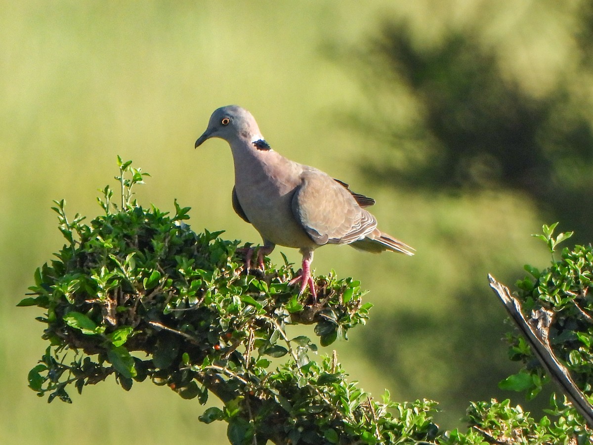 Mourning Collared-Dove - ML462943771