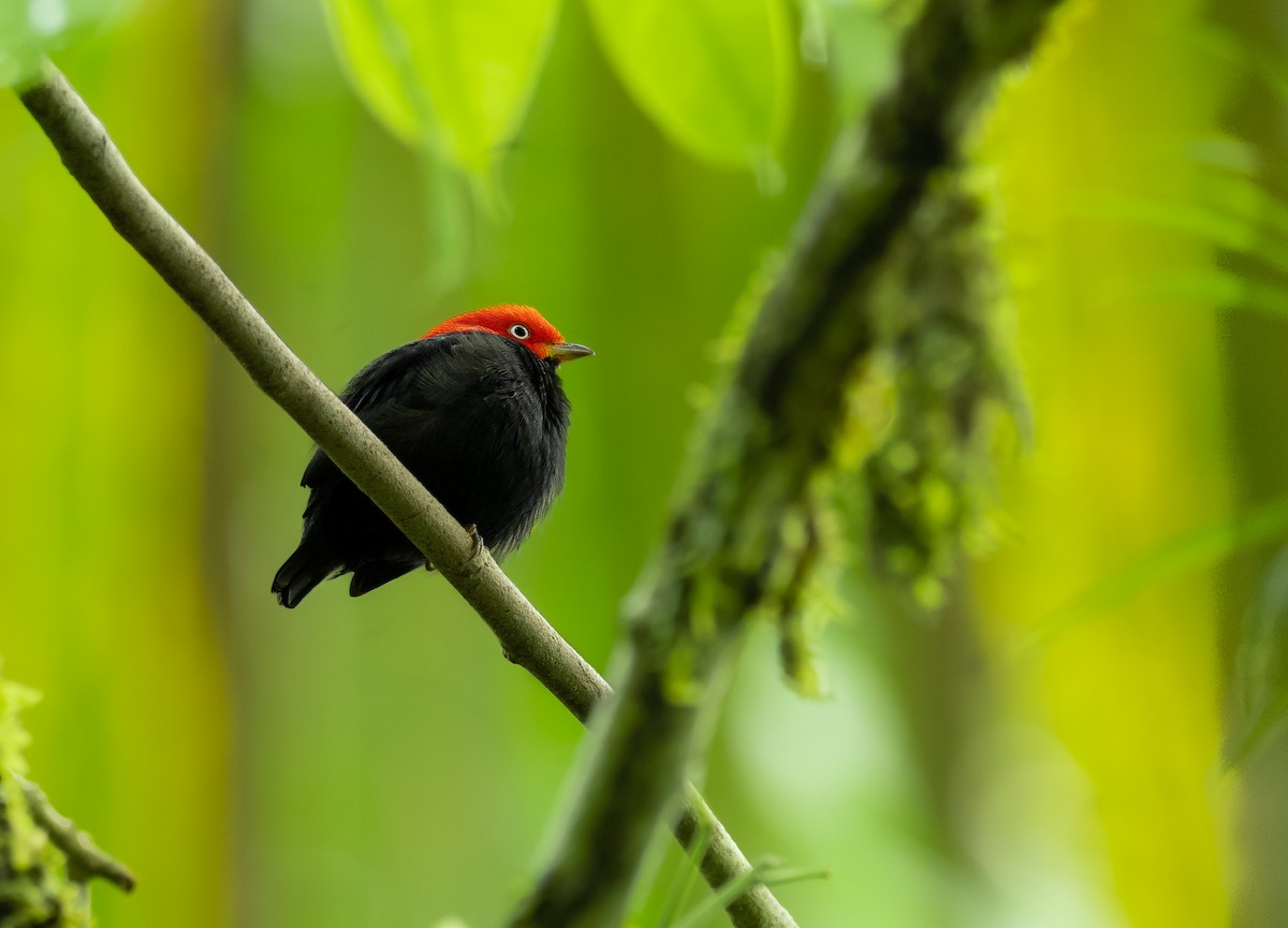Red-capped Manakin - ML462944601