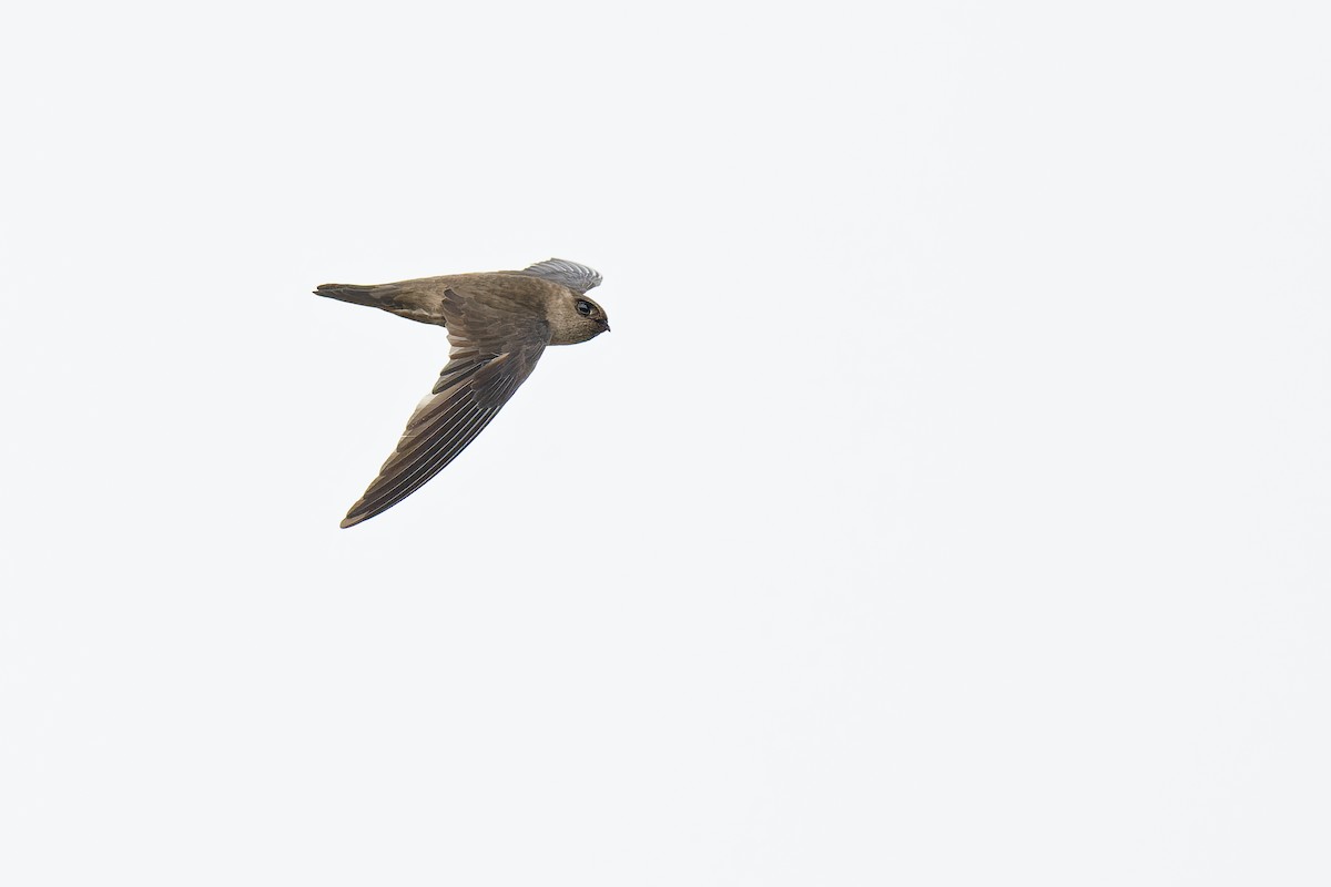 Himalayan Swiftlet (Indochinese) - Vincent Wang