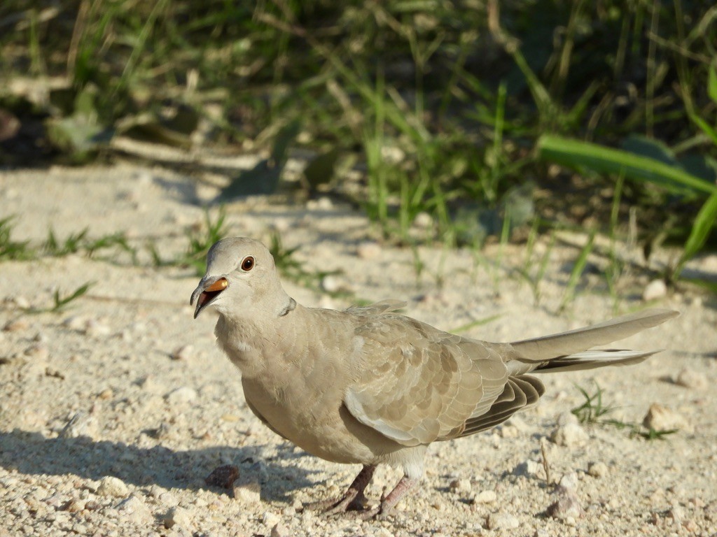 Eurasian Collared-Dove - ML462955371