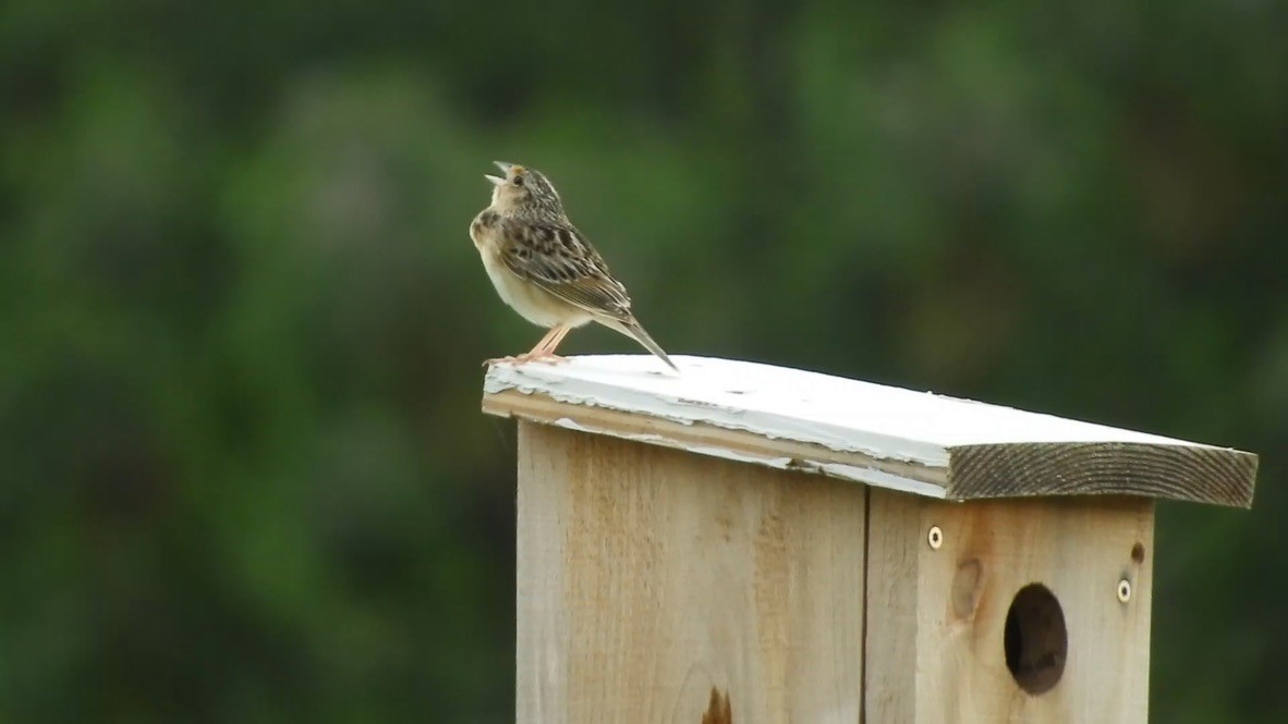 Grasshopper Sparrow - ML462957851