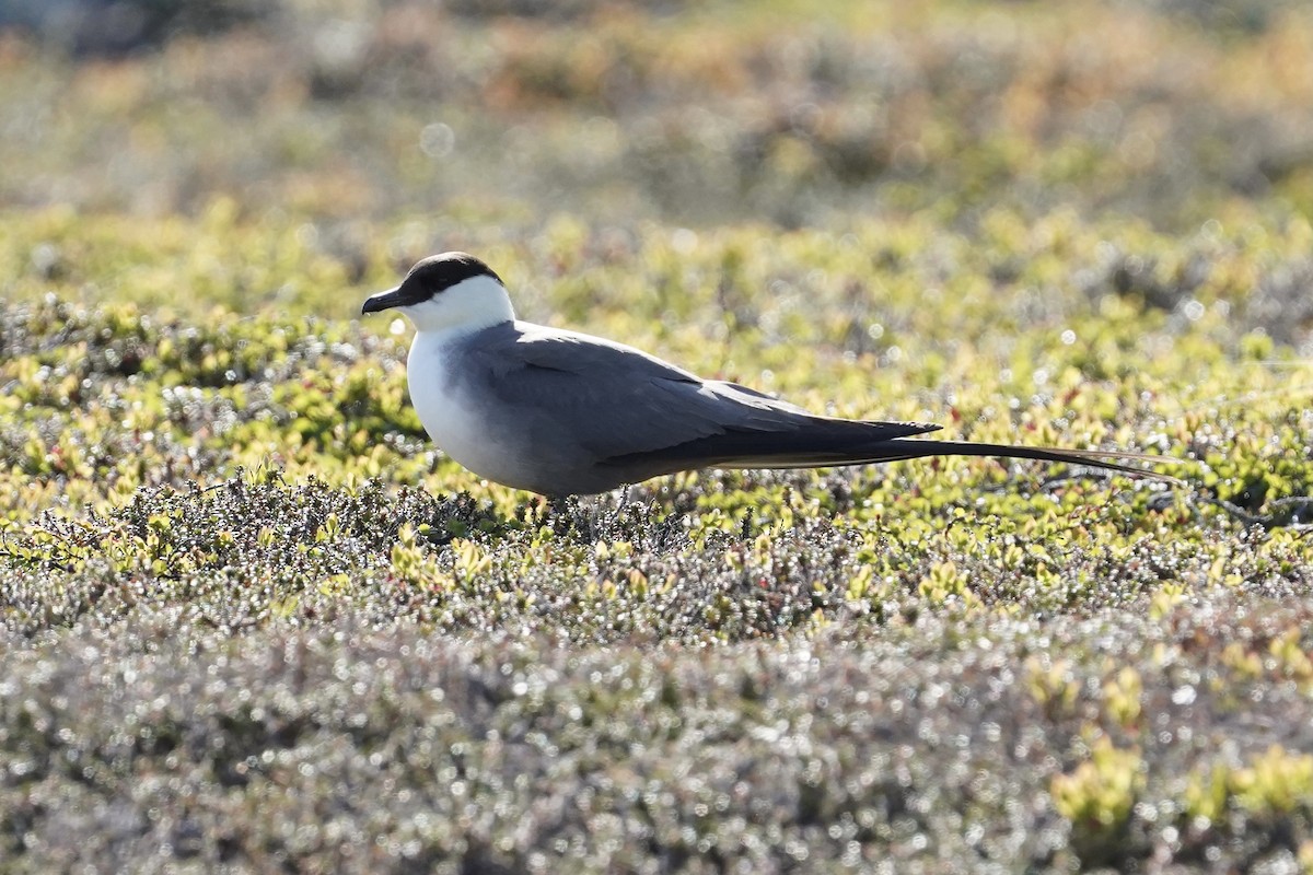 Long-tailed Jaeger - ML462958701
