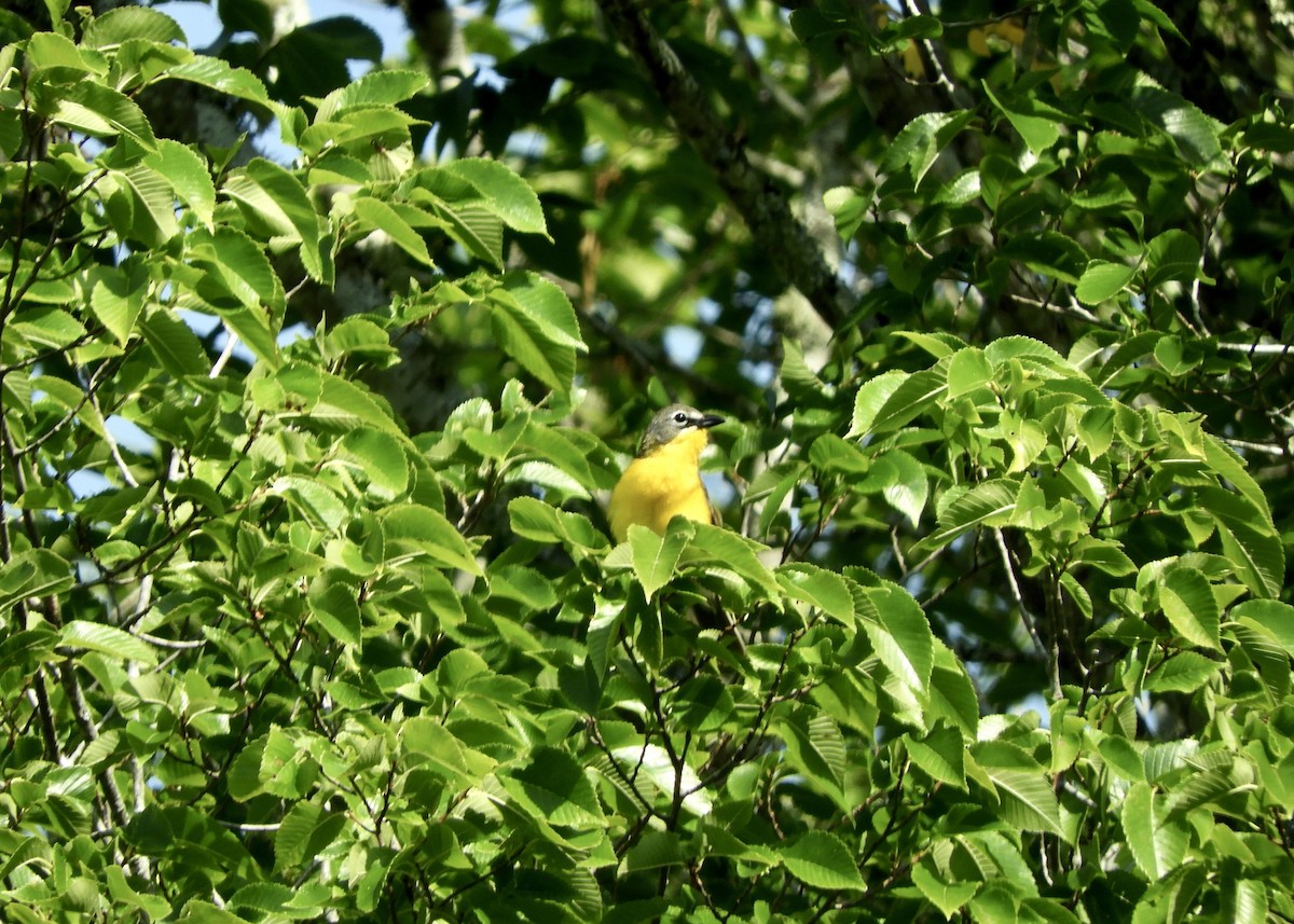 Yellow-breasted Chat - ML462962031