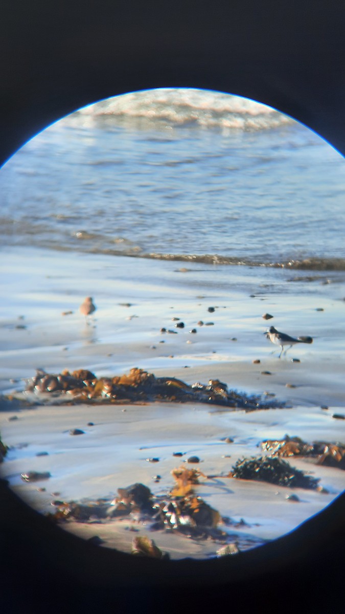 Two-banded Plover - ML462962261
