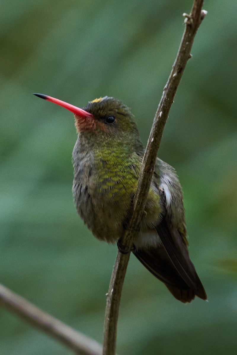 Gilded Hummingbird - Milena Llopis