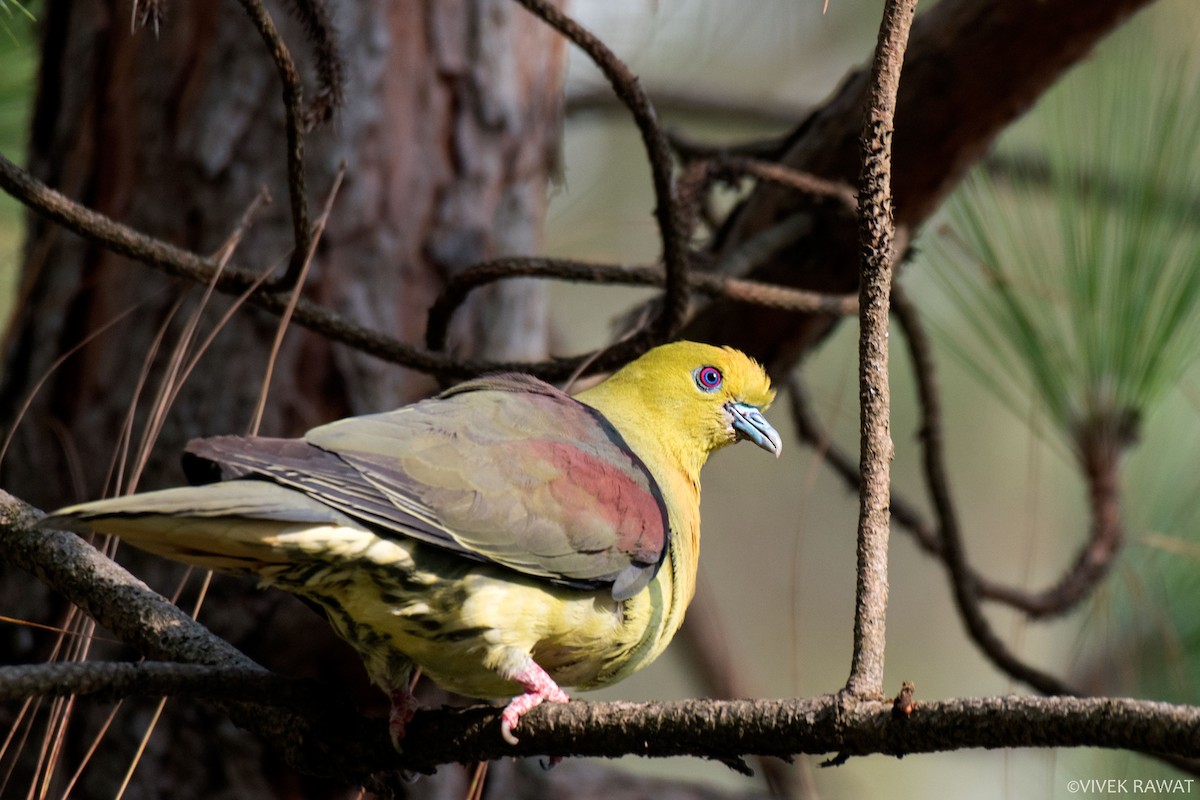 Wedge-tailed Green-Pigeon - ML462965571