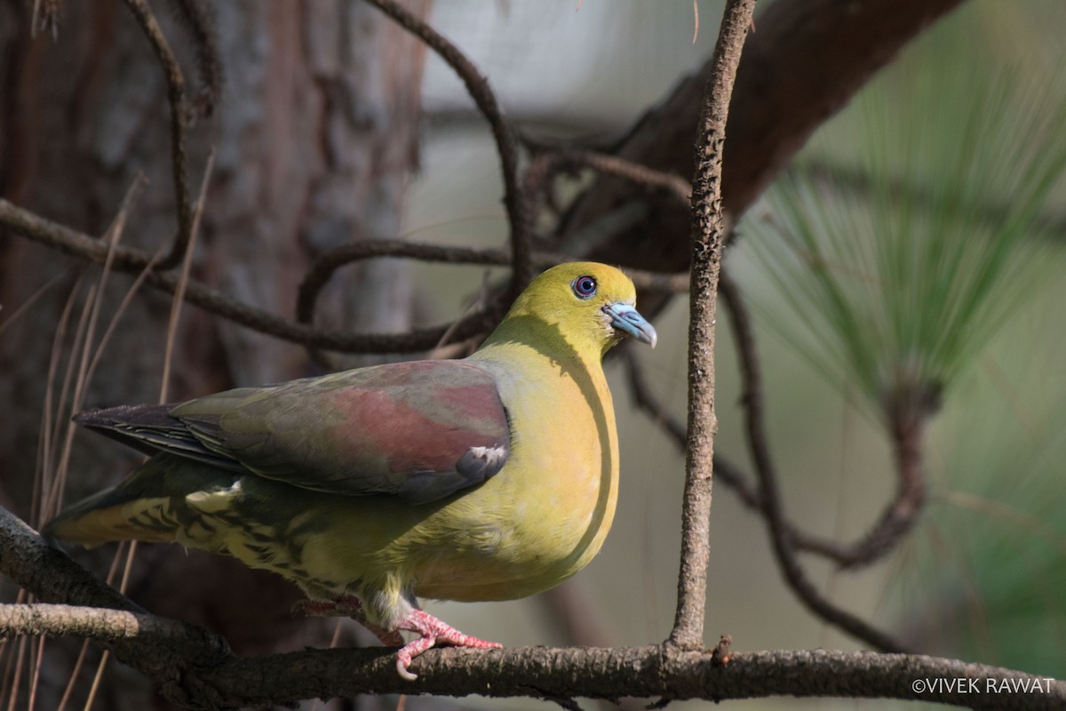 Wedge-tailed Green-Pigeon - ML462965591