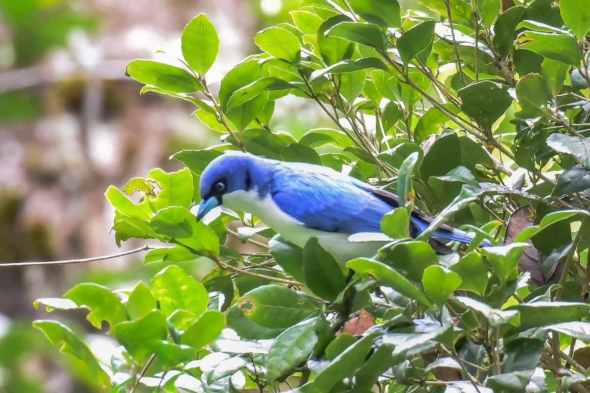Madagascar Blue Vanga - ML462968451