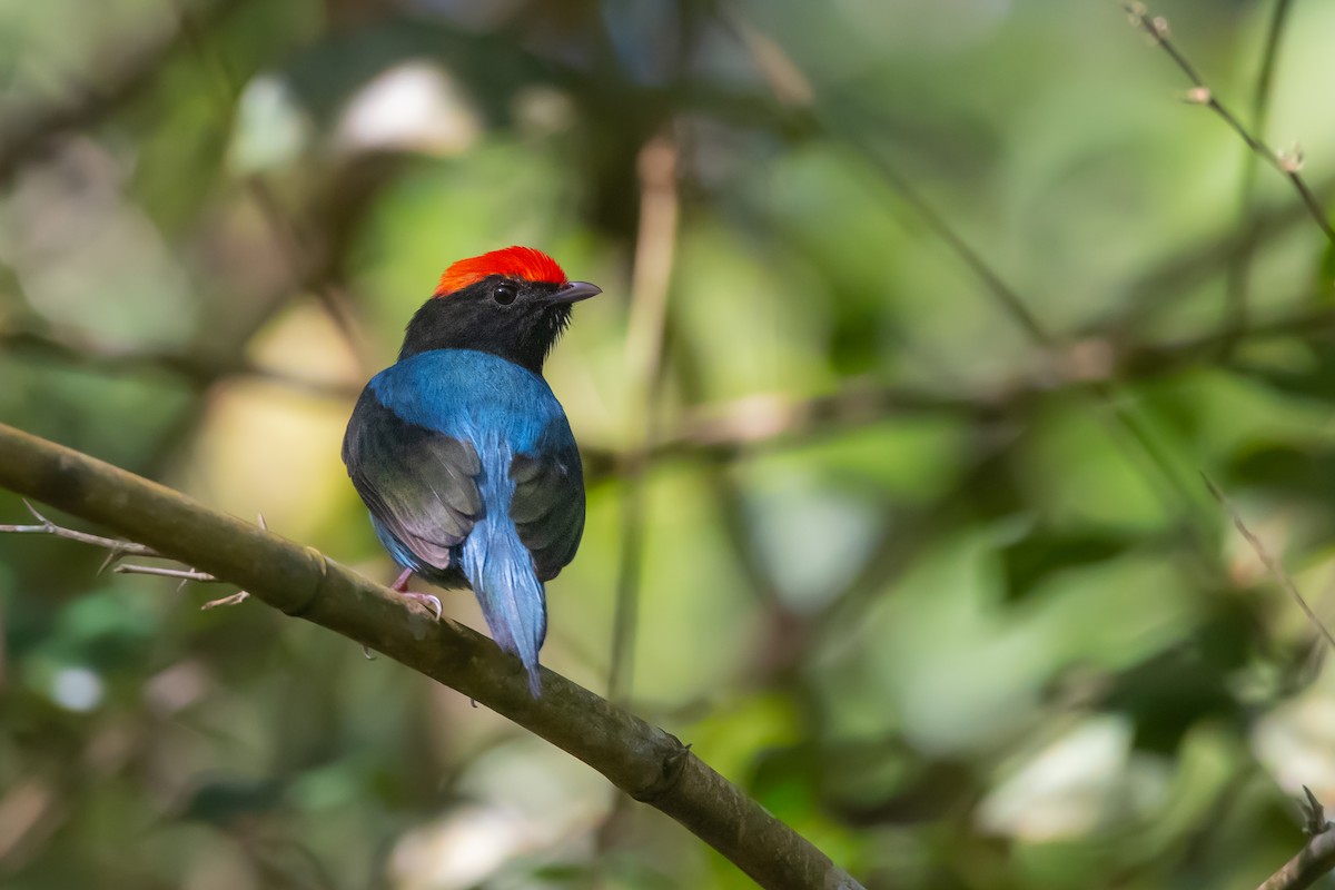 Swallow-tailed Manakin - Pablo Re
