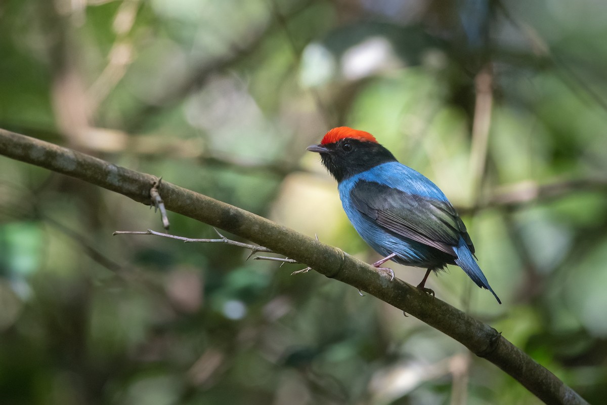 Swallow-tailed Manakin - Pablo Re