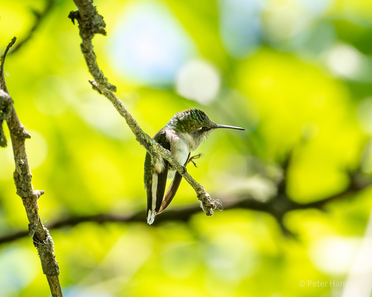 Ruby-throated Hummingbird - Peter Hamner
