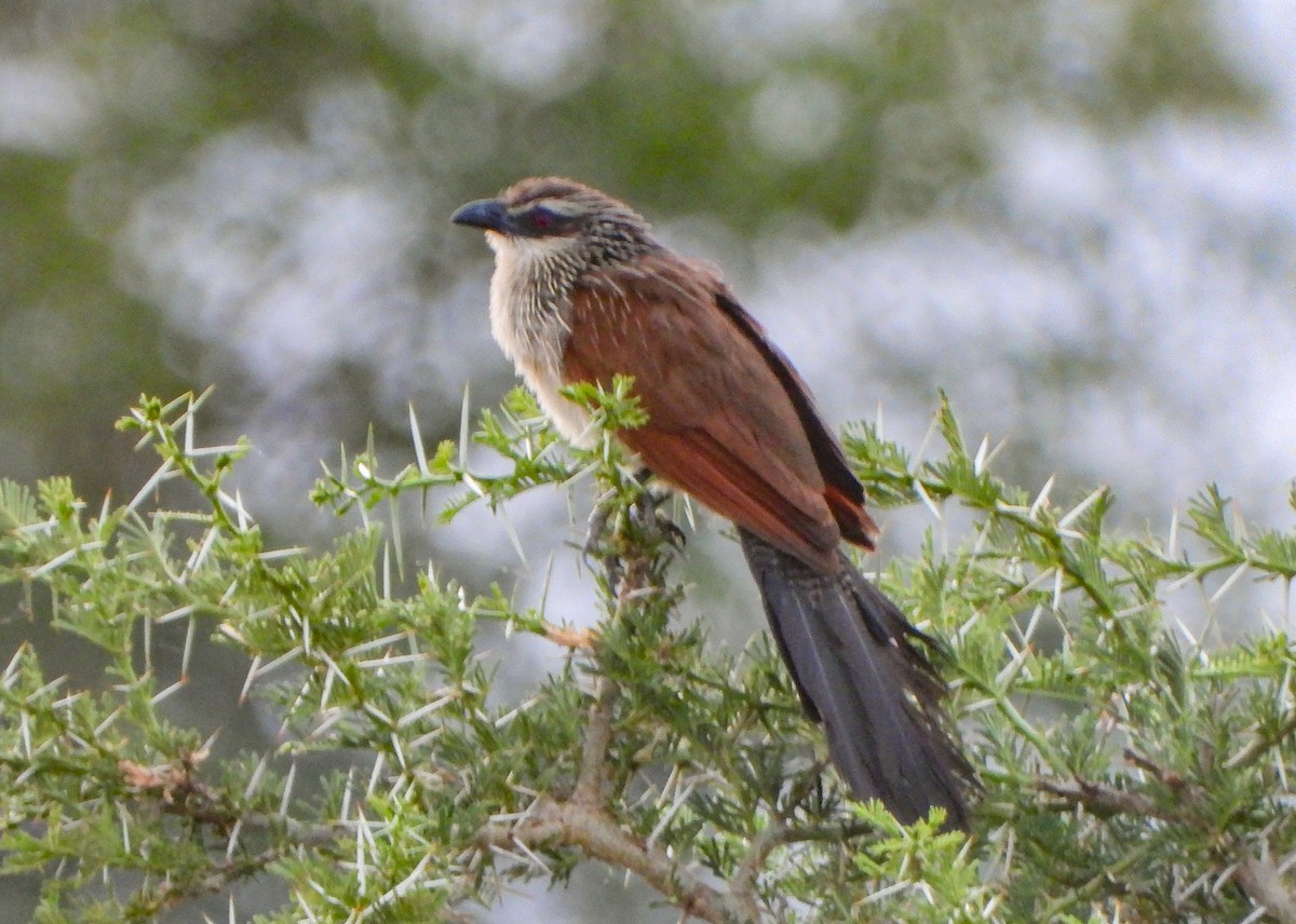 White-browed Coucal - ML462974351