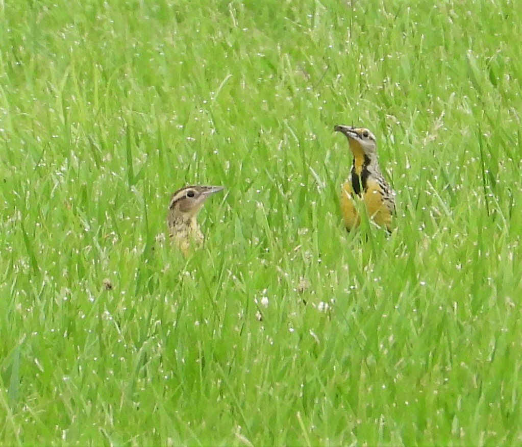 Ebird Checklist Jun Kincheloe Road Species