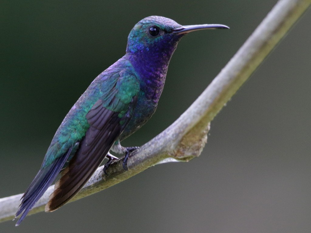 Sapphire-throated Hummingbird - Mark Scheel