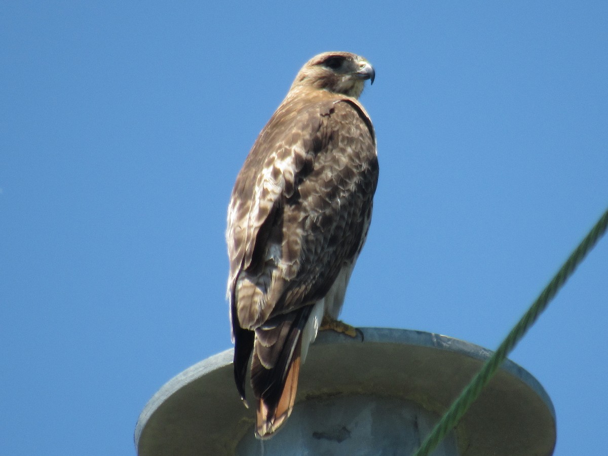 Red-tailed Hawk - ML462979701