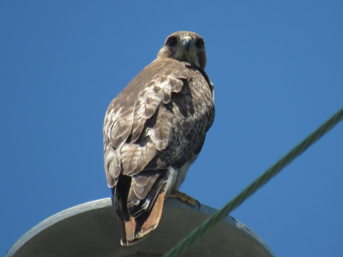 Red-tailed Hawk - ML462979711