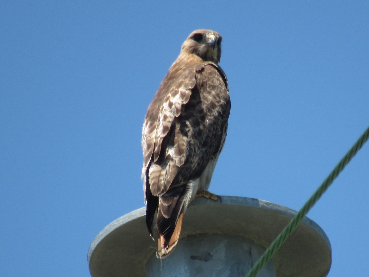Red-tailed Hawk - ML462979721
