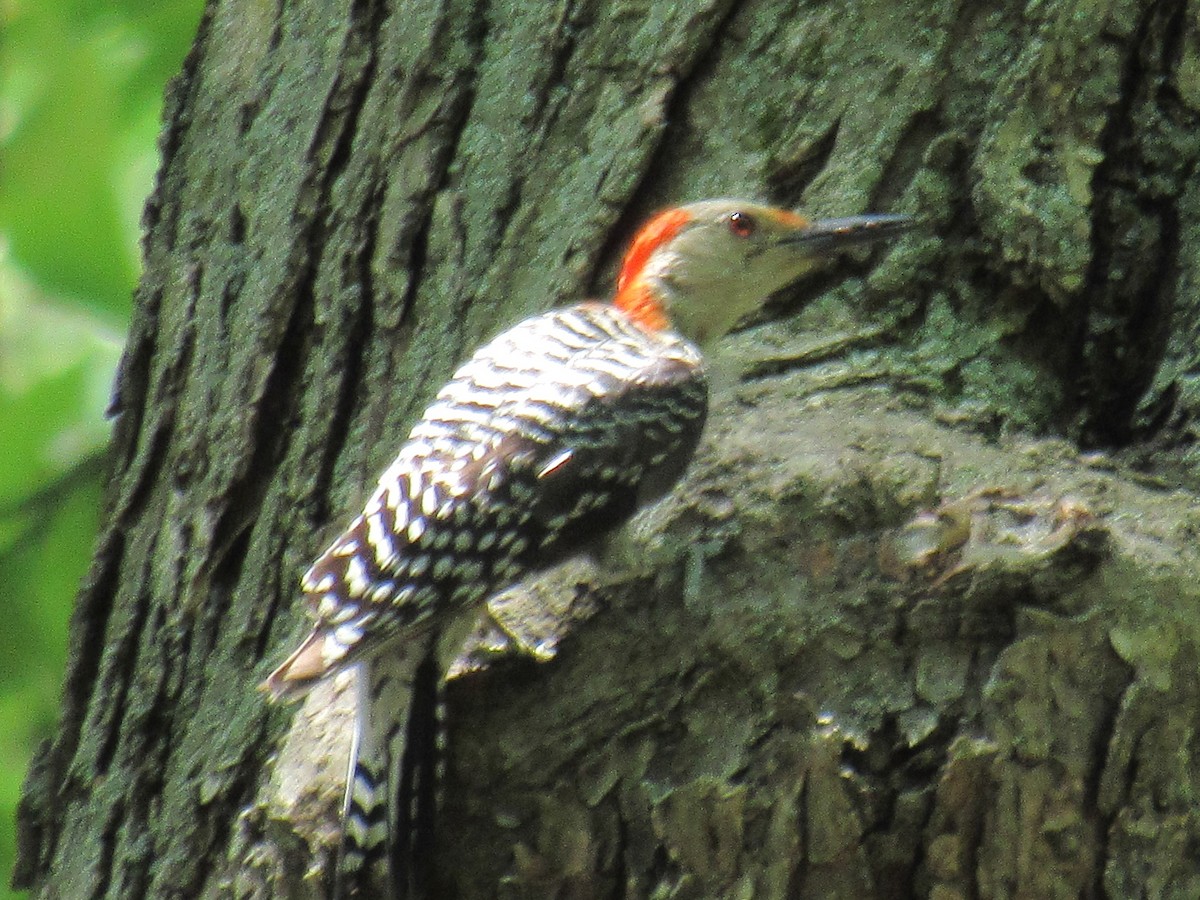Red-bellied Woodpecker - Allie Cushin