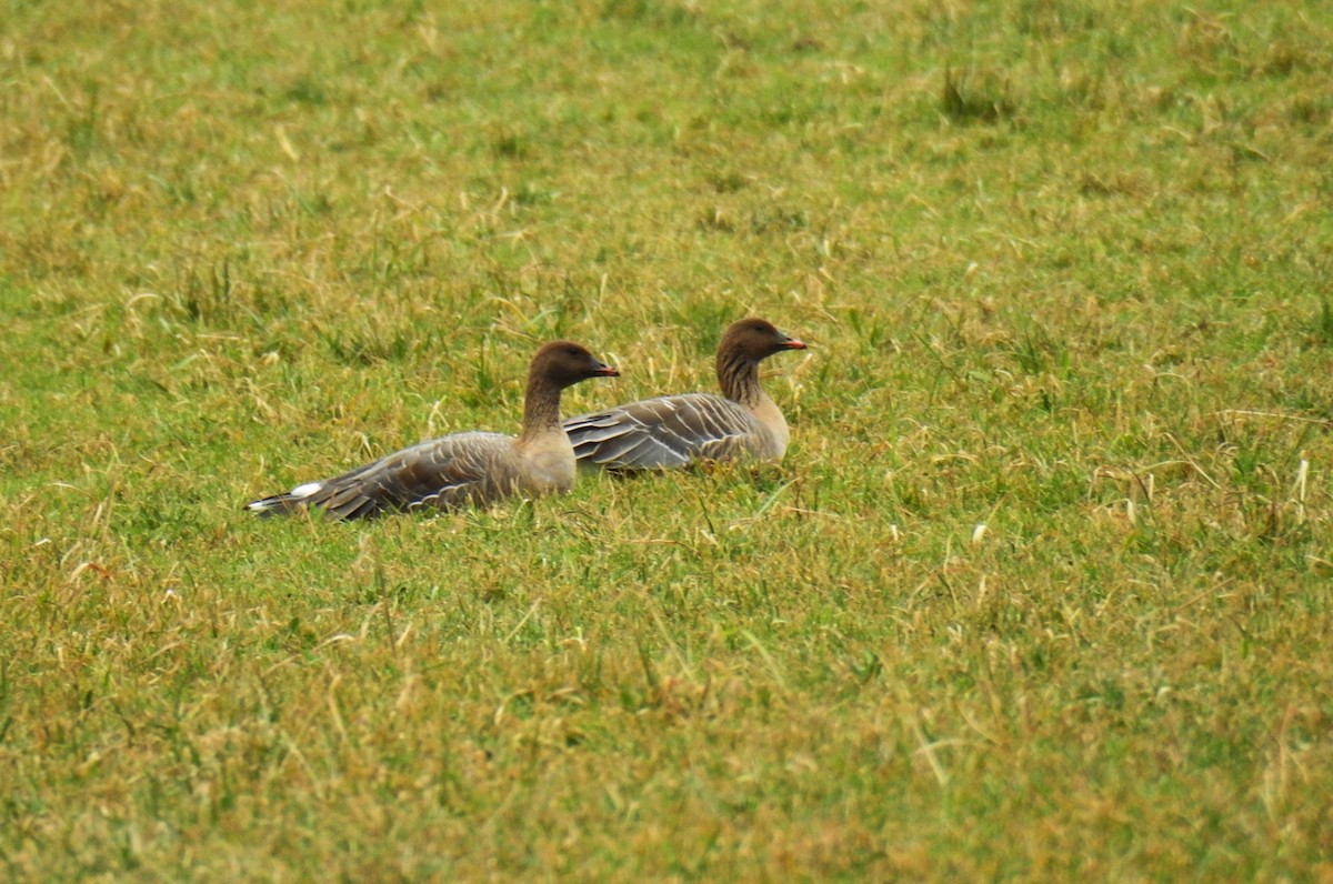 Pink-footed Goose - ML46298311