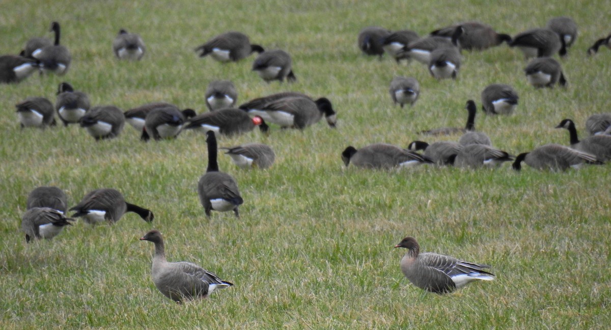 Pink-footed Goose - ML46298331