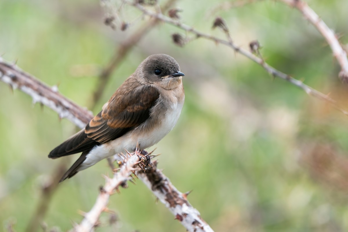 Northern Rough-winged Swallow (Northern) - ML462987641