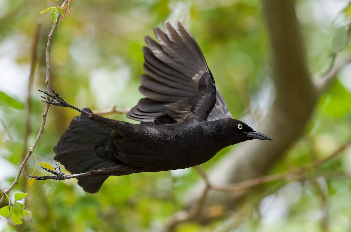 Greater Antillean Grackle - Will Sweet
