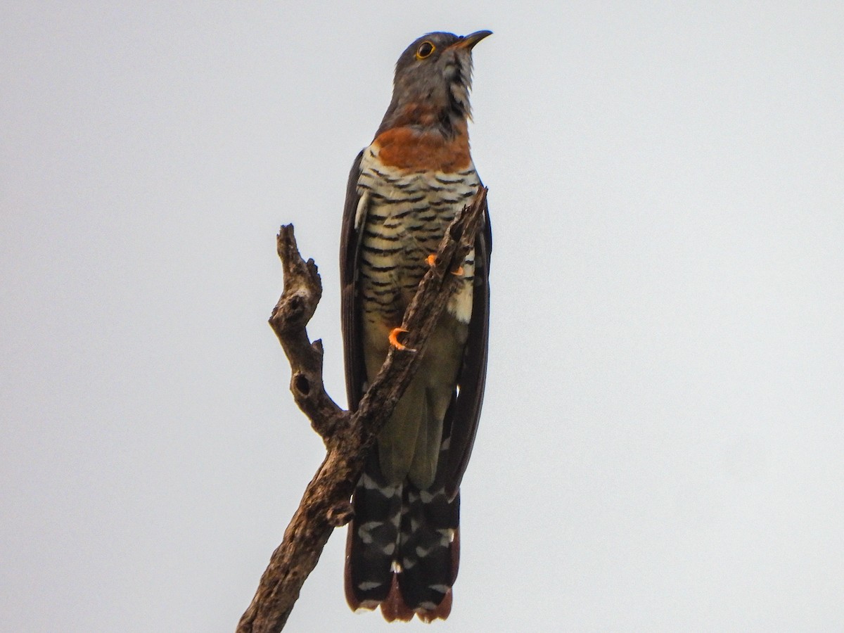 Red-chested Cuckoo - ML462990391